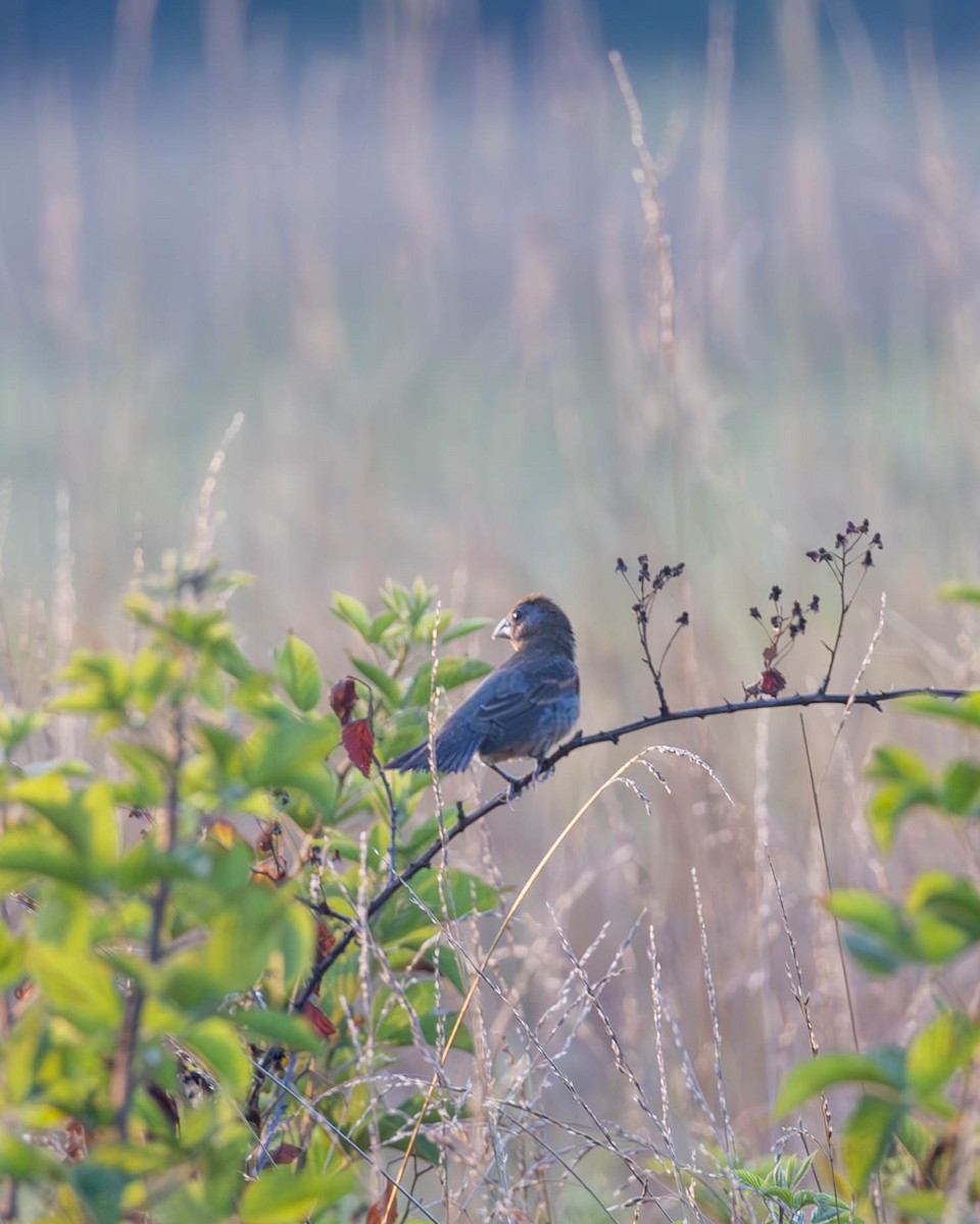 Blue Grosbeak - ML621299624