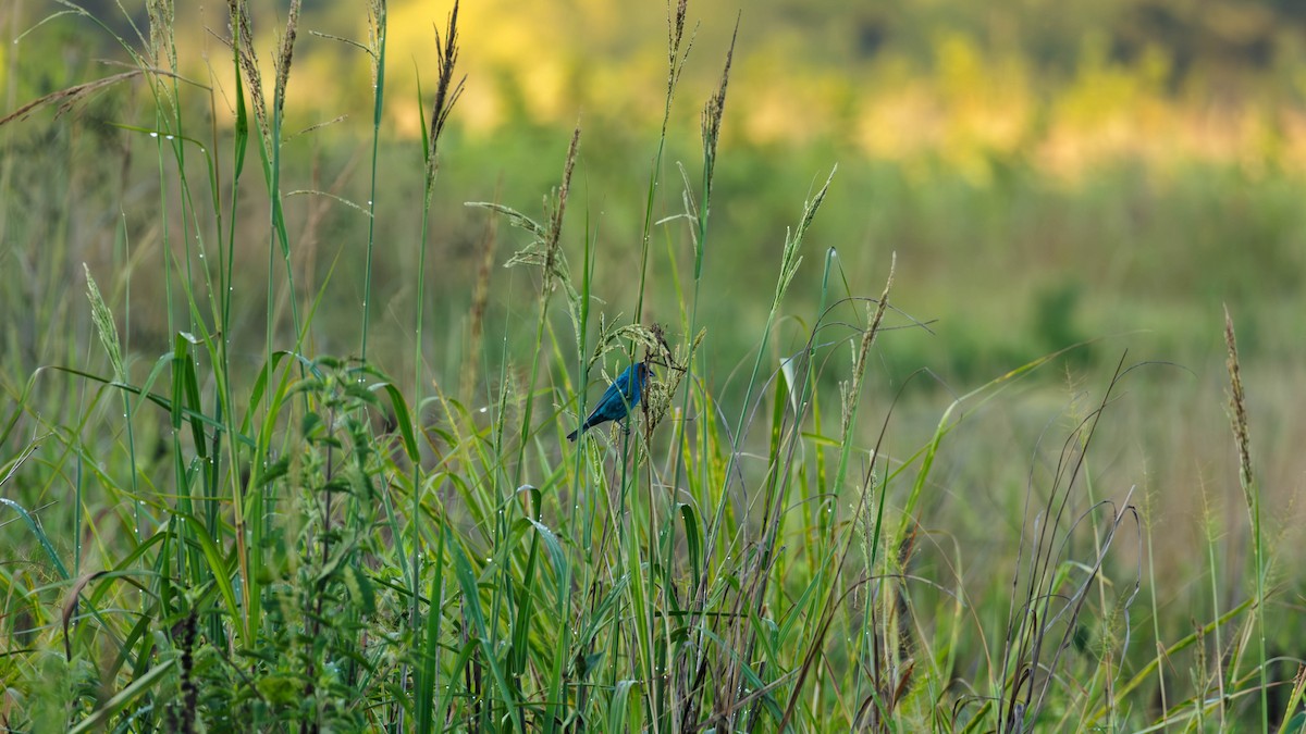 Indigo Bunting - ML621299635