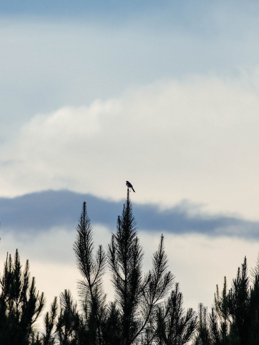 Brown Thrasher - ML621299651