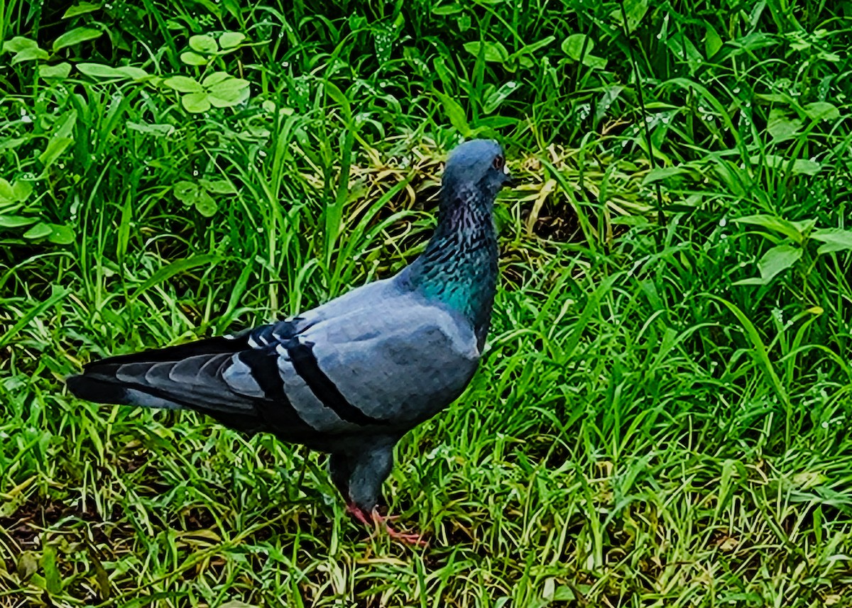 Rock Pigeon (Feral Pigeon) - ML621299663
