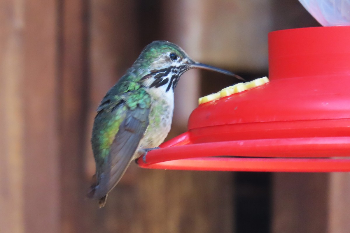 Calliope Hummingbird - ML621299678