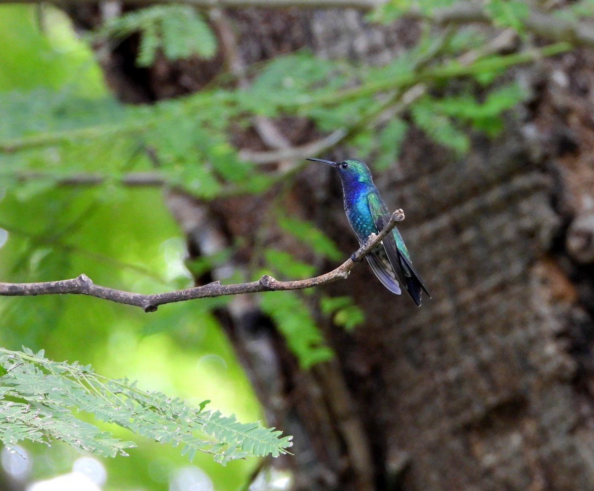 Sapphire-throated Hummingbird - ML621299695