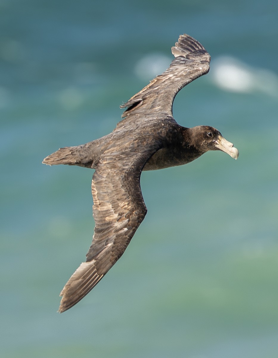 Southern Giant-Petrel - ML621299721