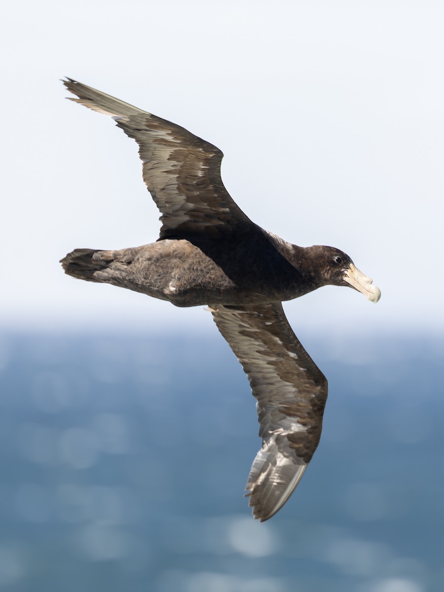 Southern Giant-Petrel - ML621299722