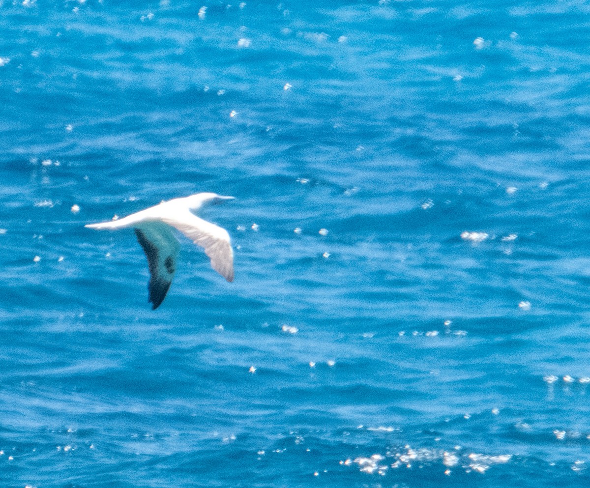 Red-footed Booby - ML621299794