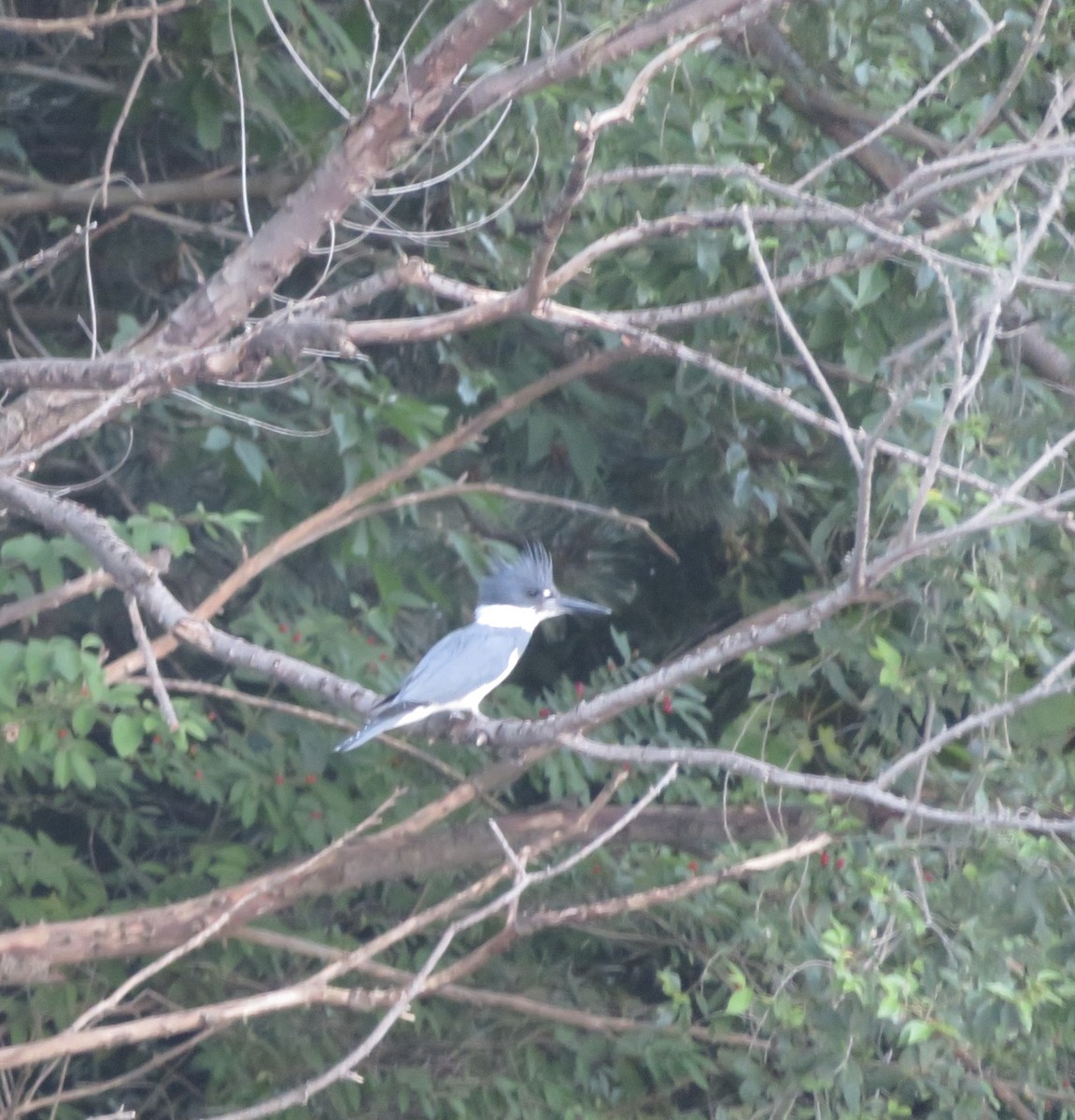 Belted Kingfisher - ML621299837