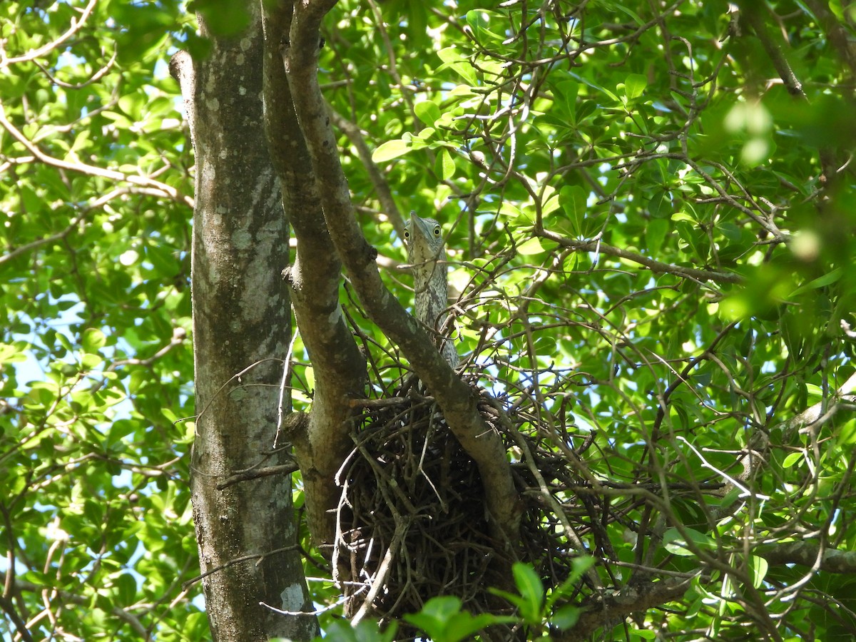 Чернохохлая кваква - ML621299840