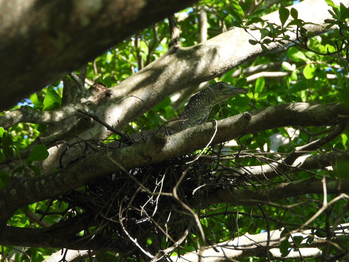 Чернохохлая кваква - ML621299846