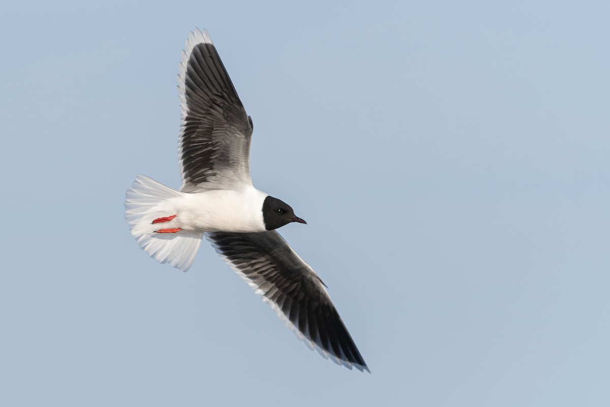 Little Gull - Jack Belleghem