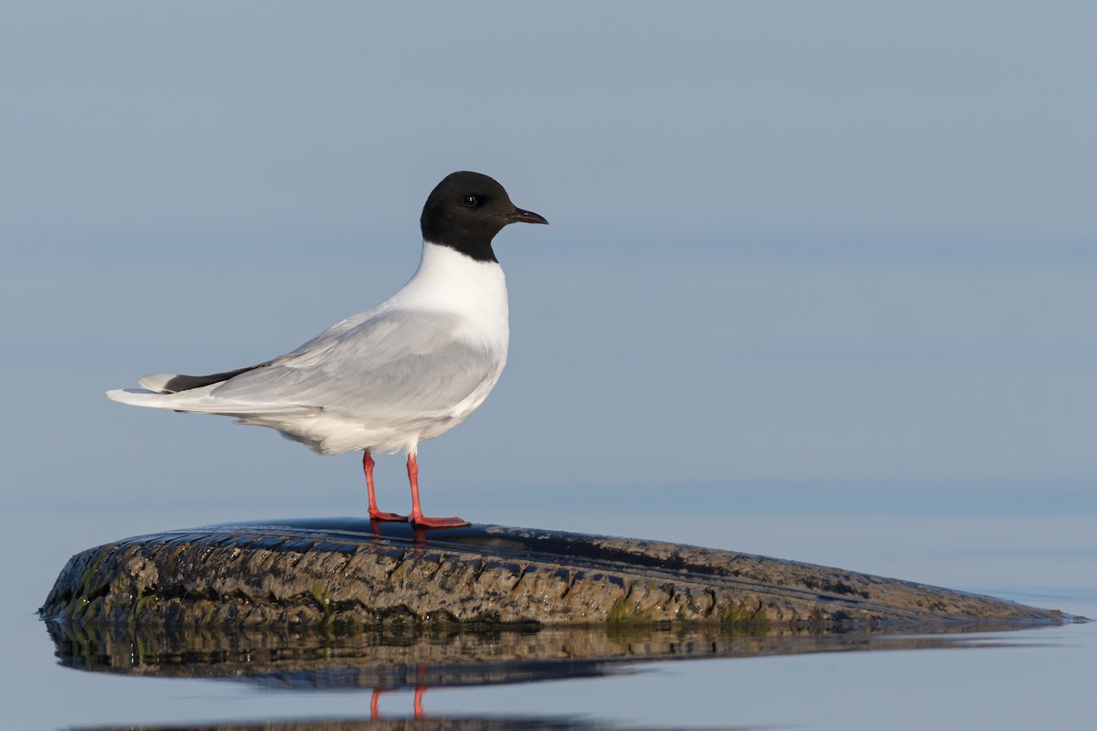 Little Gull - ML621299925