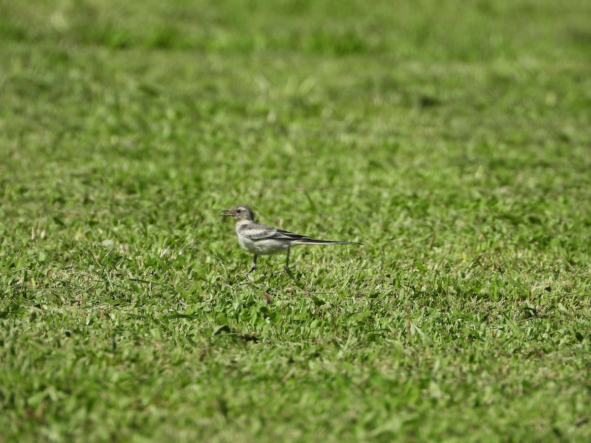 Белая трясогузка (leucopsis) - ML621300009