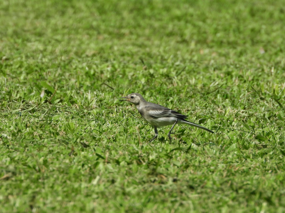Белая трясогузка (leucopsis) - ML621300010