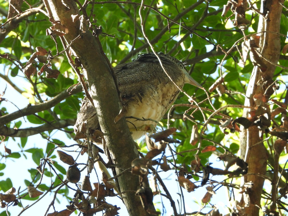 Чернохохлая кваква - ML621300037