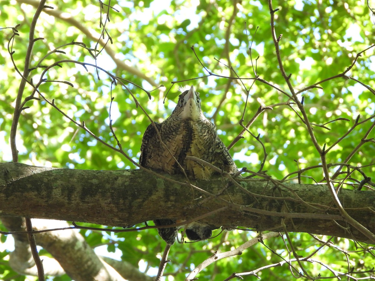 Чернохохлая кваква - ML621300047