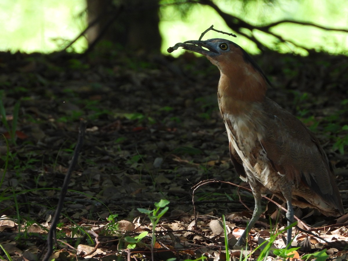 Чернохохлая кваква - ML621300082