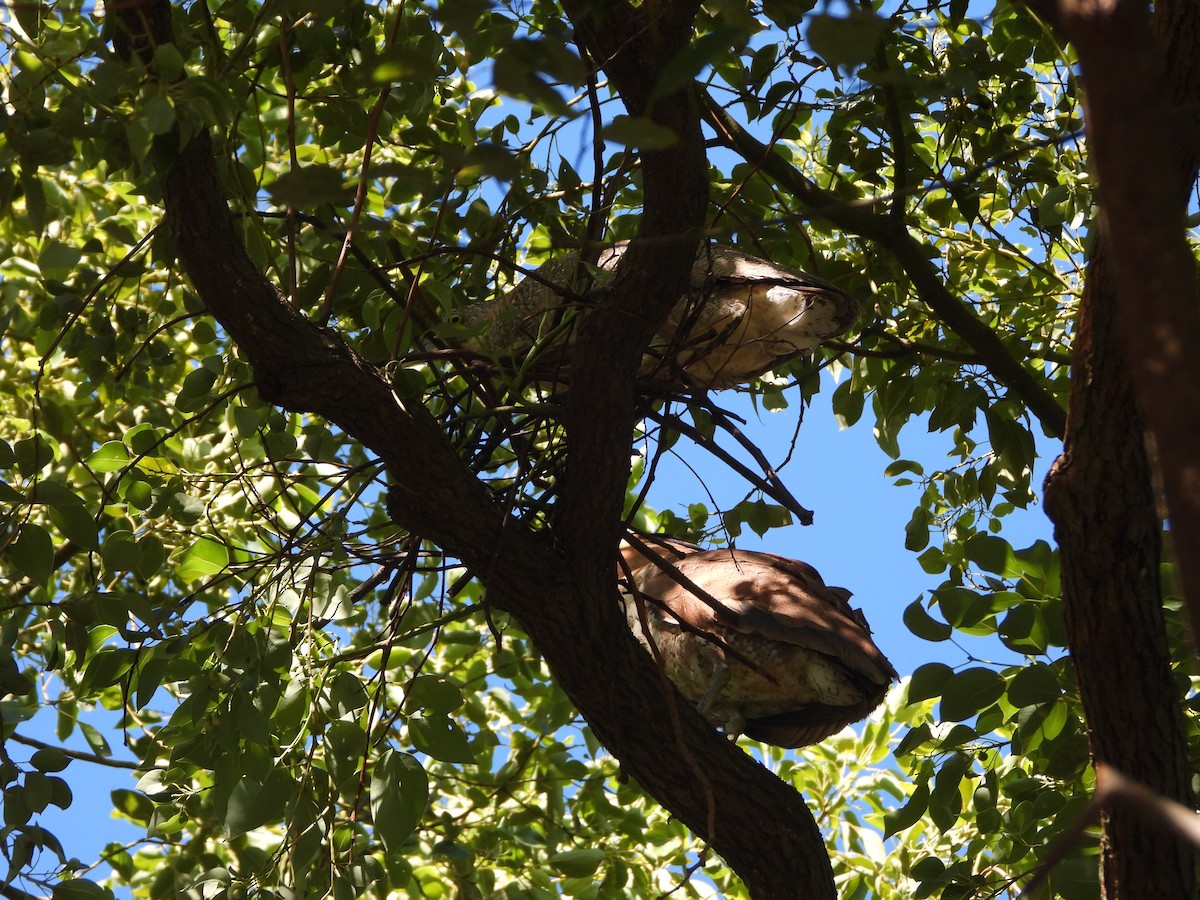 Чернохохлая кваква - ML621300086