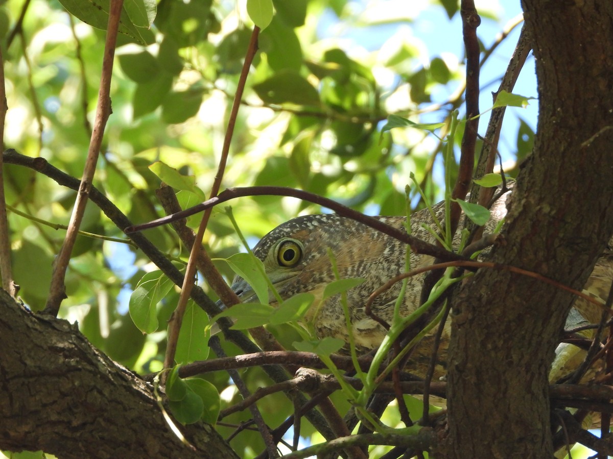 Чернохохлая кваква - ML621300088