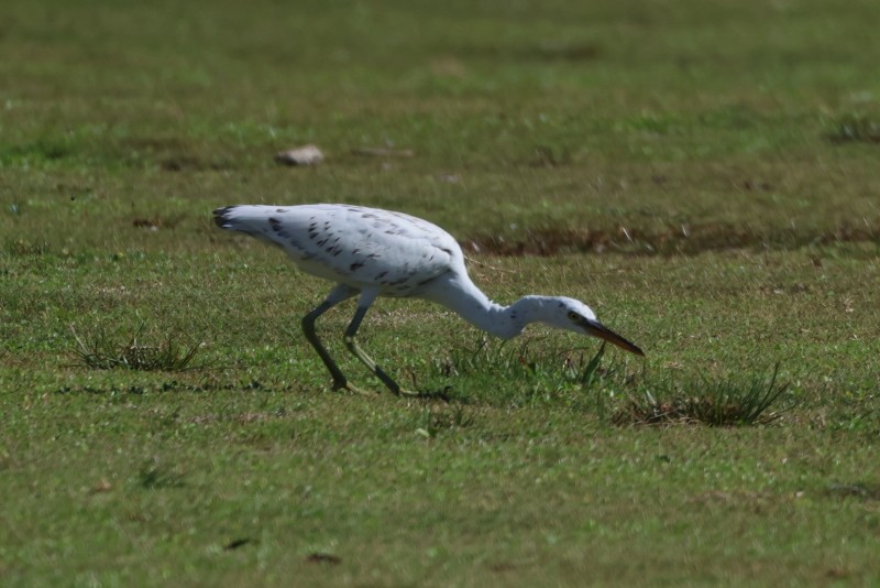 Pacific Reef-Heron - ML621300093