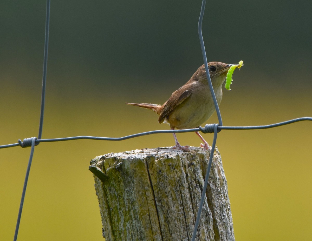 House Wren - ML621300094