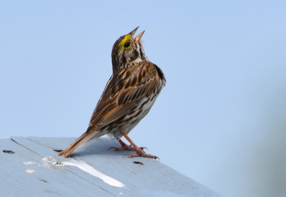 Savannah Sparrow - ML621300101