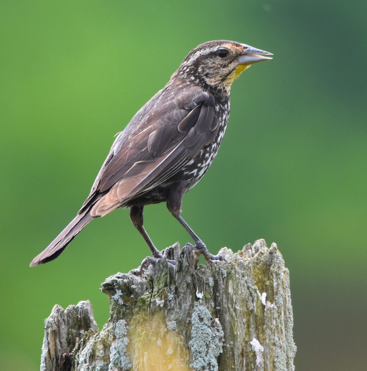 Eastern Meadowlark - ML621300113