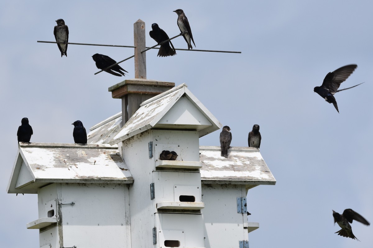 Purple Martin - ML621300122