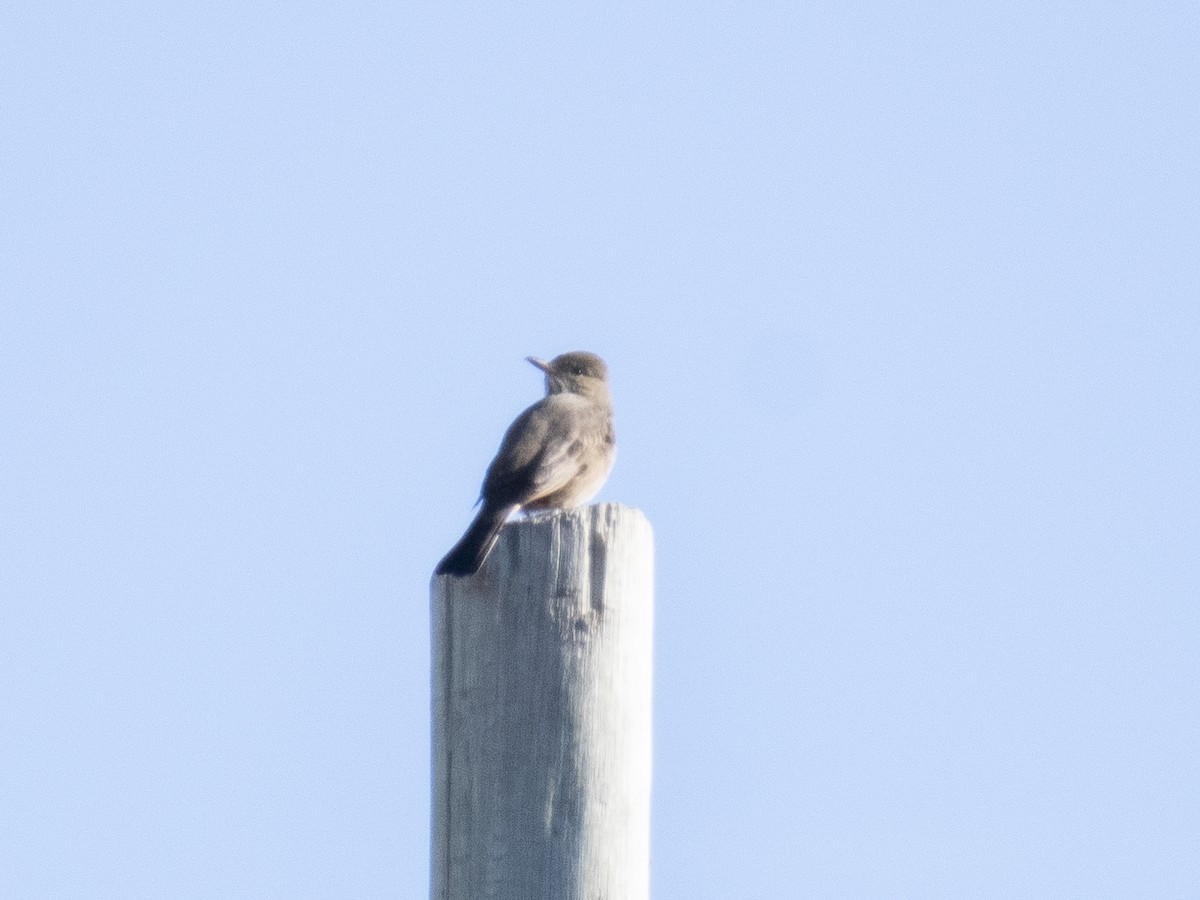 Great Shrike-Tyrant - ML621300190