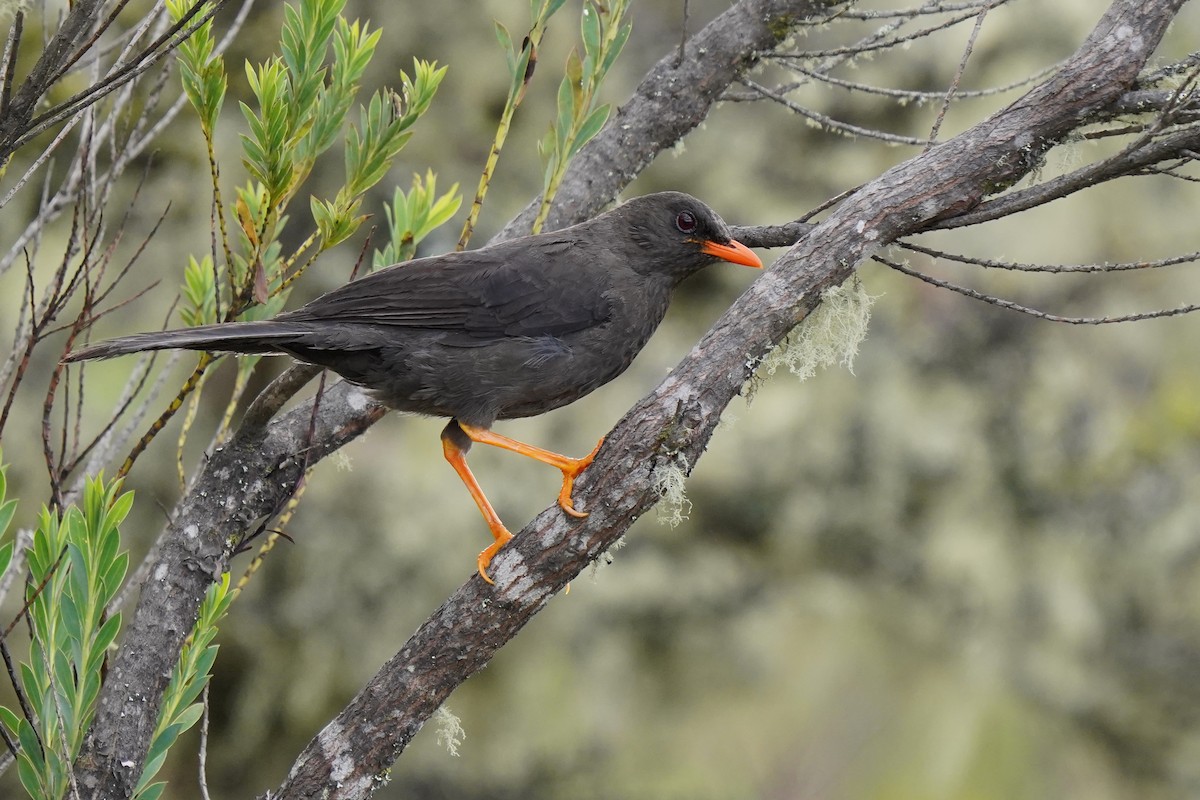 Great Thrush - ML621300196