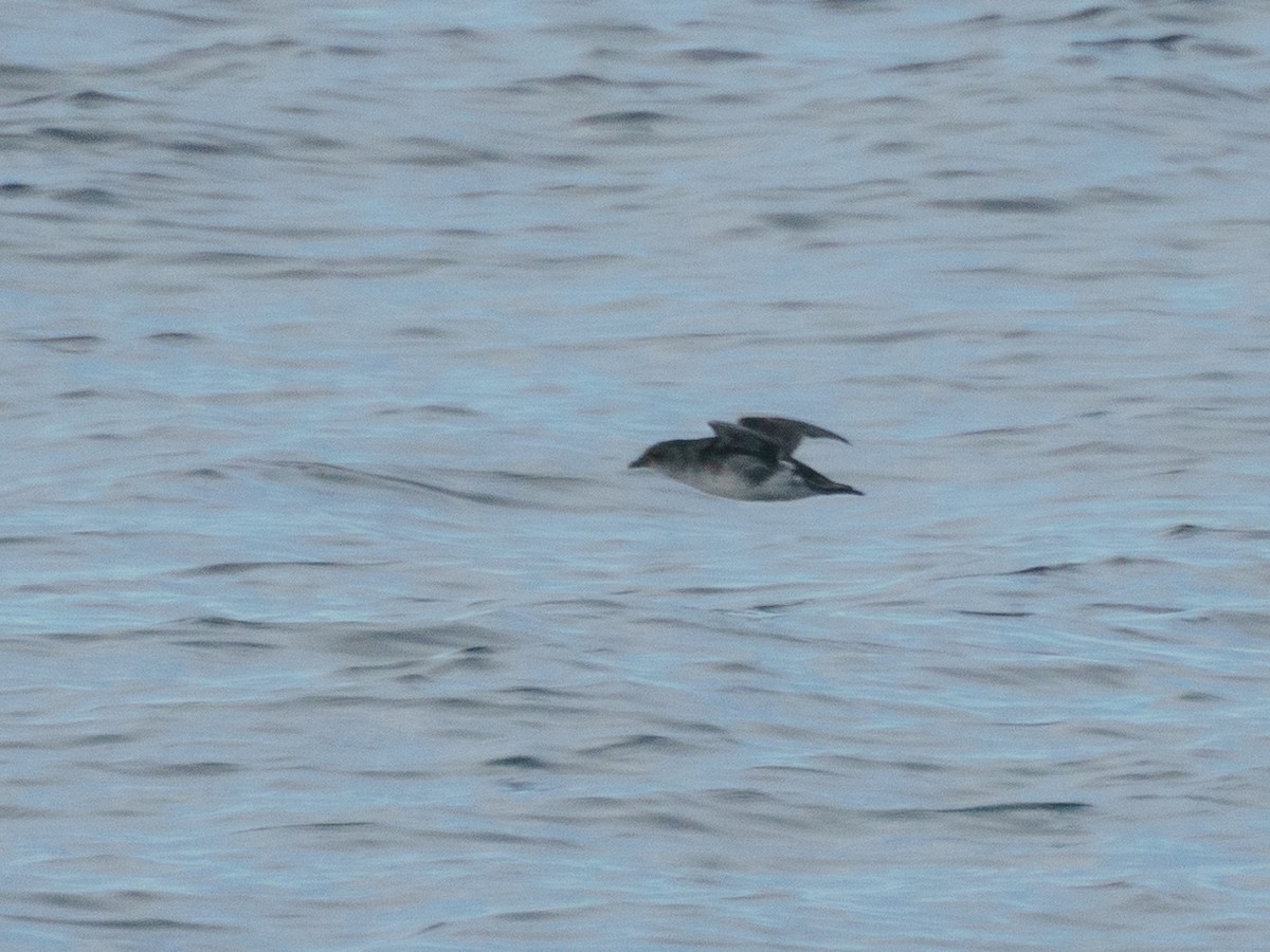 Common Diving-Petrel - ML621300257