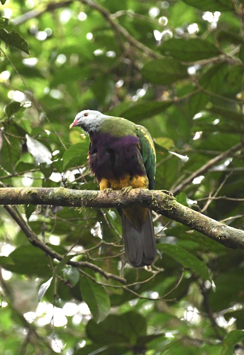 Wompoo Fruit-Dove - ML621300278