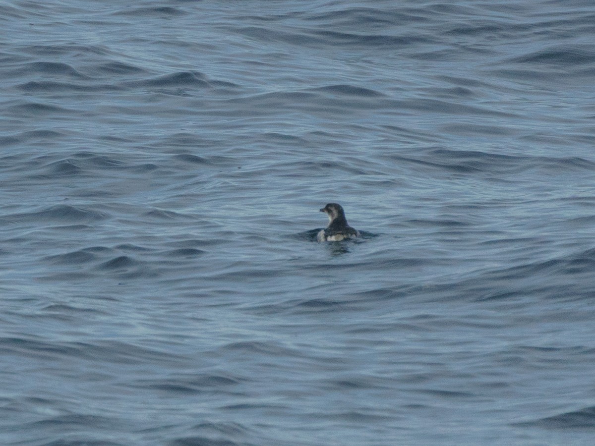Peruvian Diving-Petrel - ML621300281