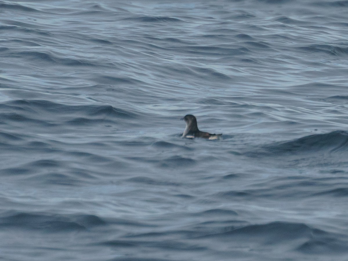 Peruvian Diving-Petrel - ML621300282