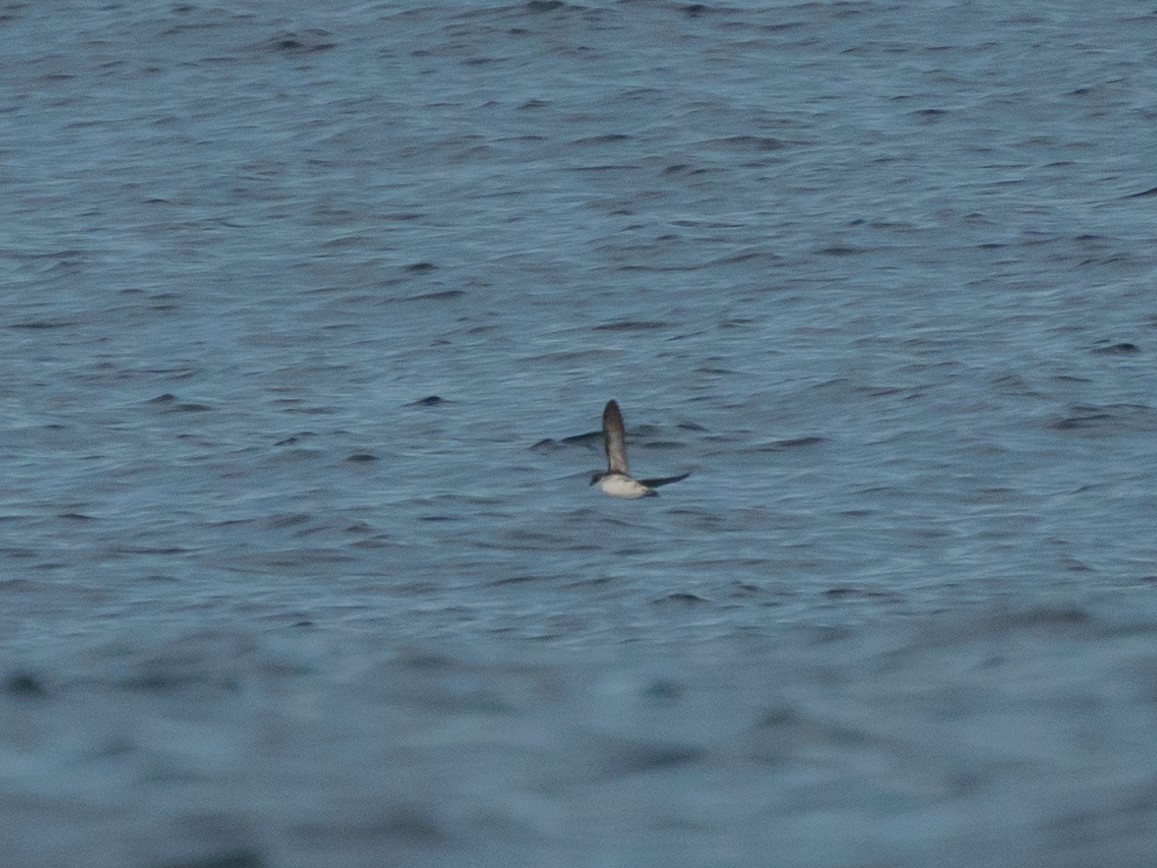 Peruvian Diving-Petrel - ML621300283
