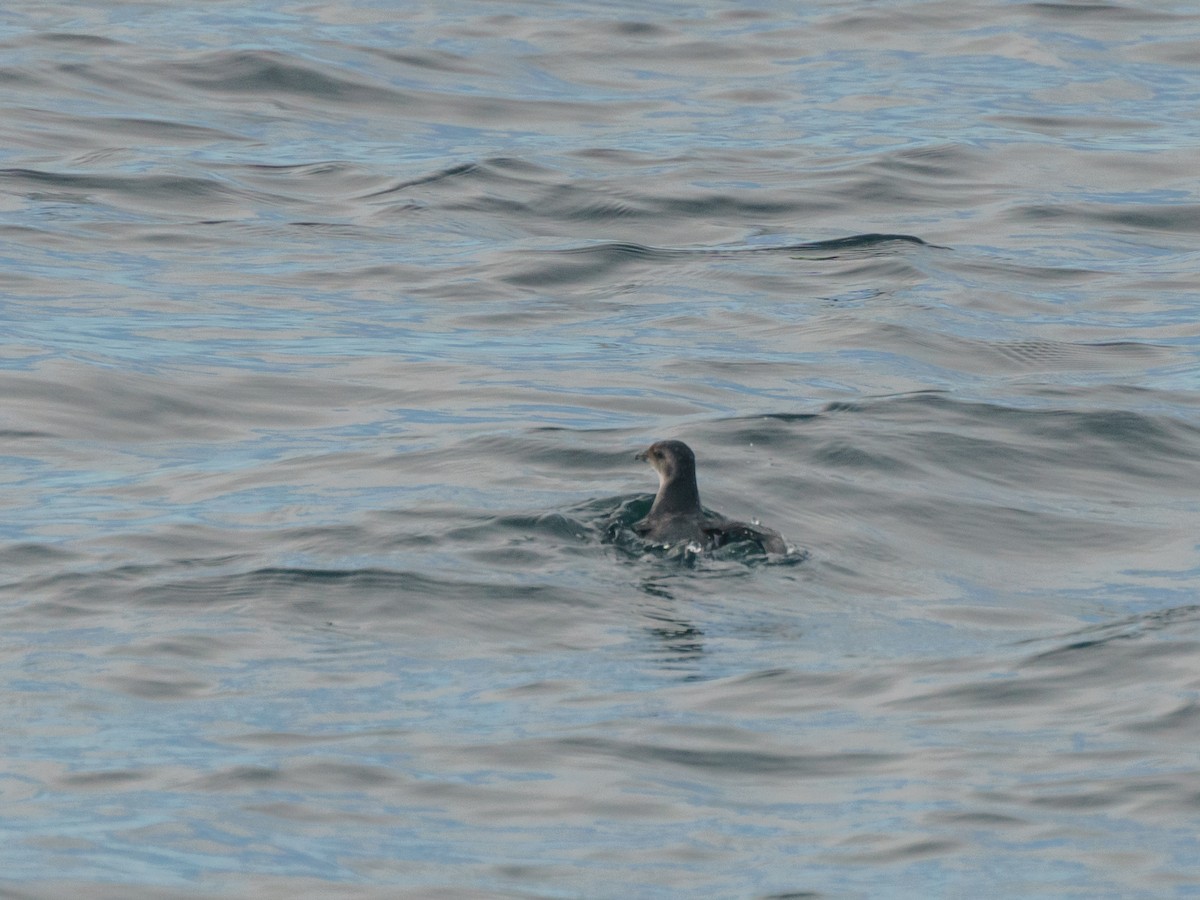Peruvian Diving-Petrel - ML621300284
