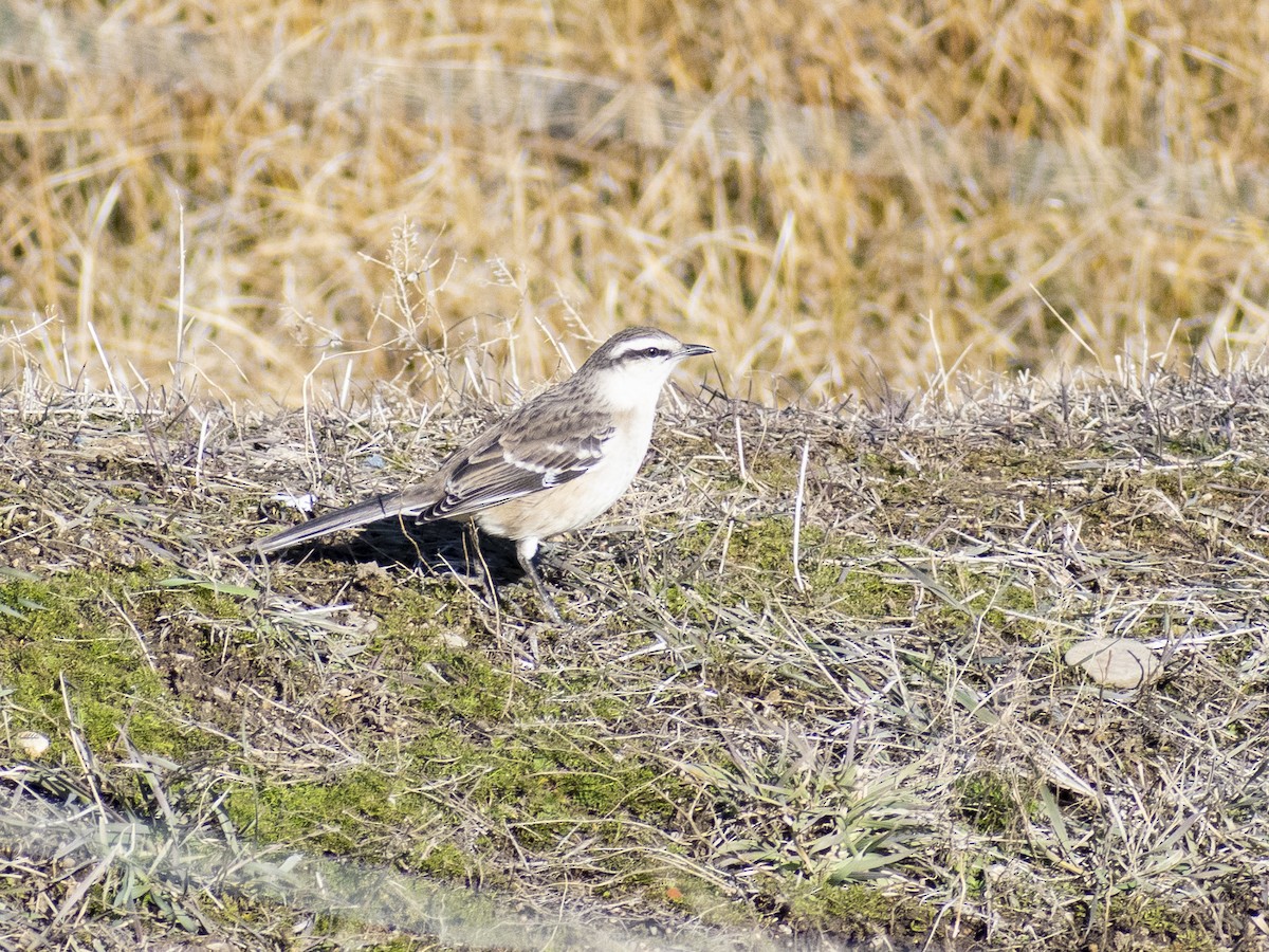 Chalk-browed Mockingbird - Daniela Diaz