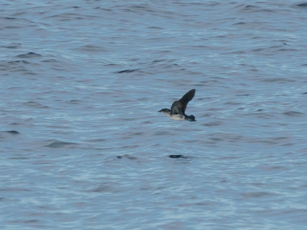 Peruvian Diving-Petrel - ML621300300
