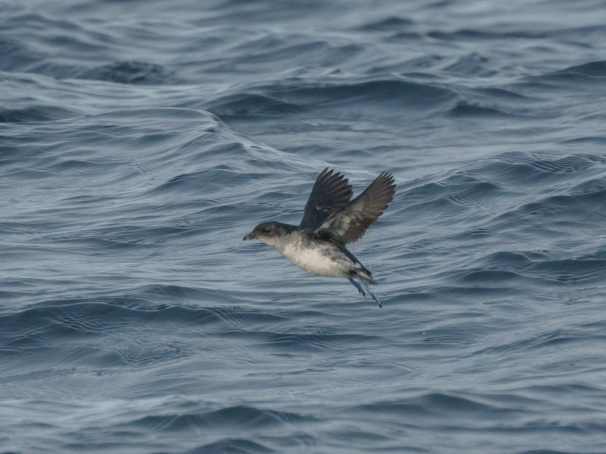 Common Diving-Petrel - ML621300303