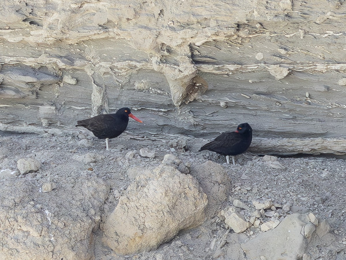 Blackish Oystercatcher - ML621300306