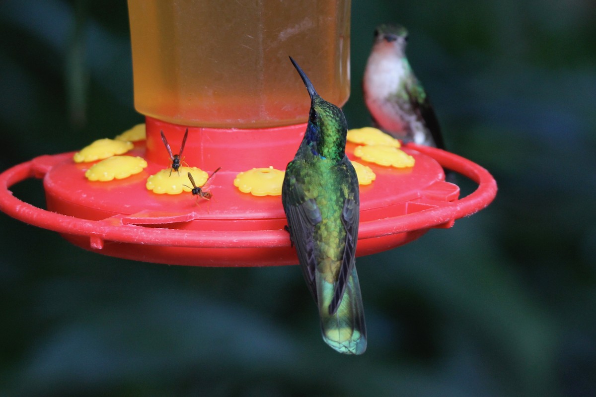 Colibrí Oreja Violeta Menor - ML62130031