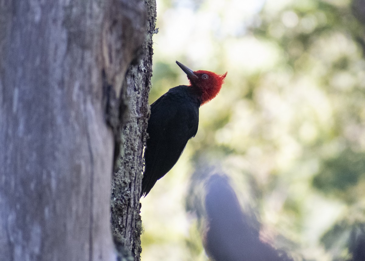 Magellanic Woodpecker - ML621300327