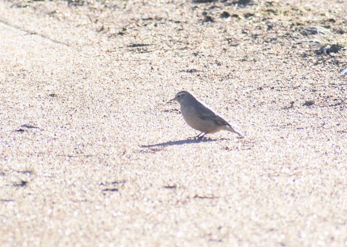 Rufous-banded Miner - ML621300351