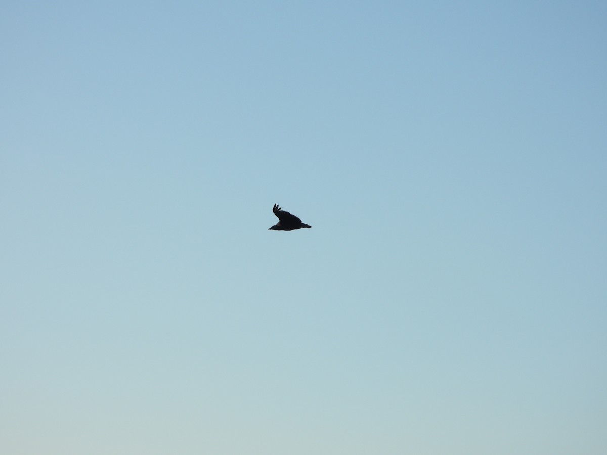 Black Vulture - ML621300378