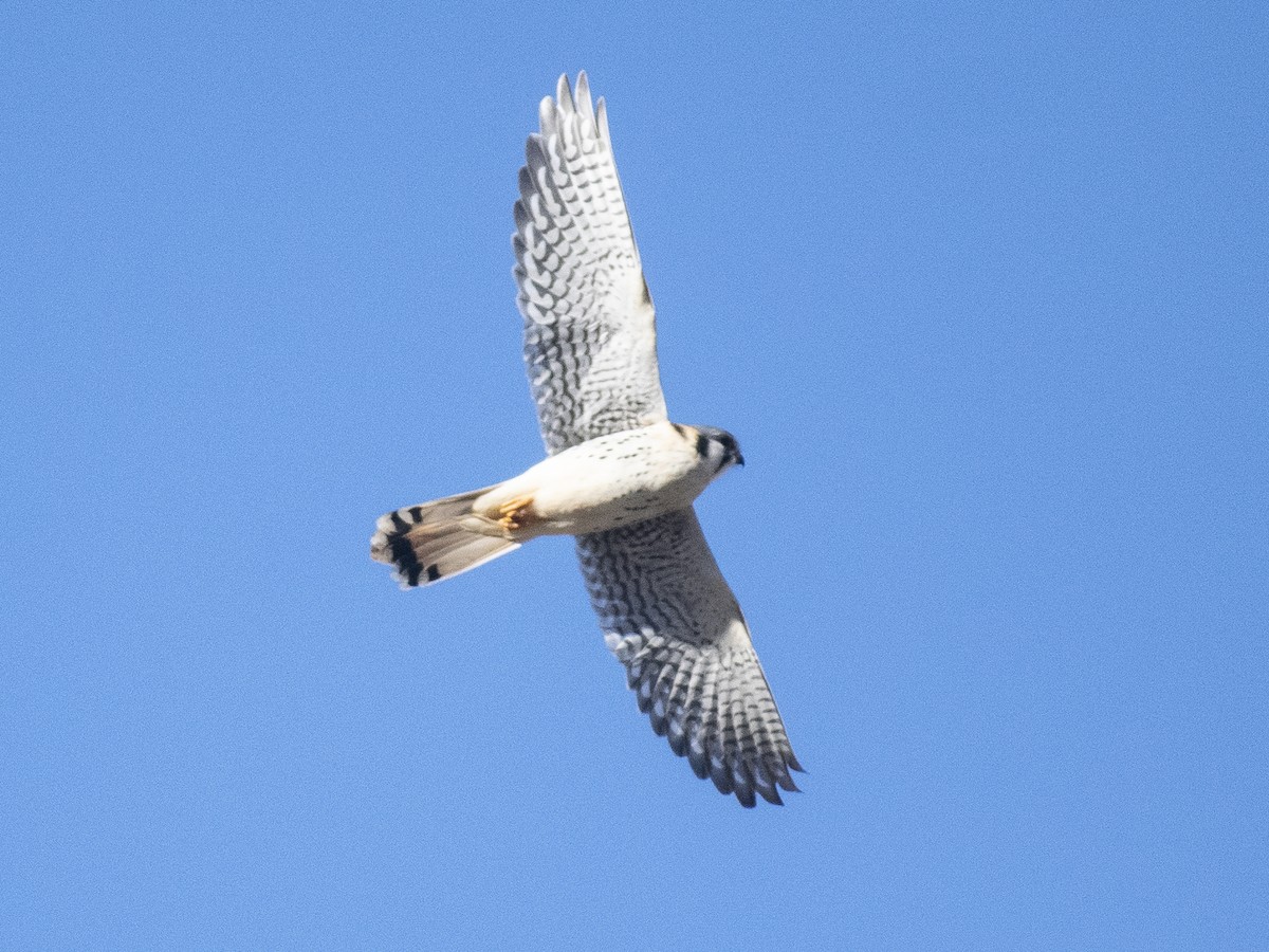 American Kestrel - Daniela Diaz