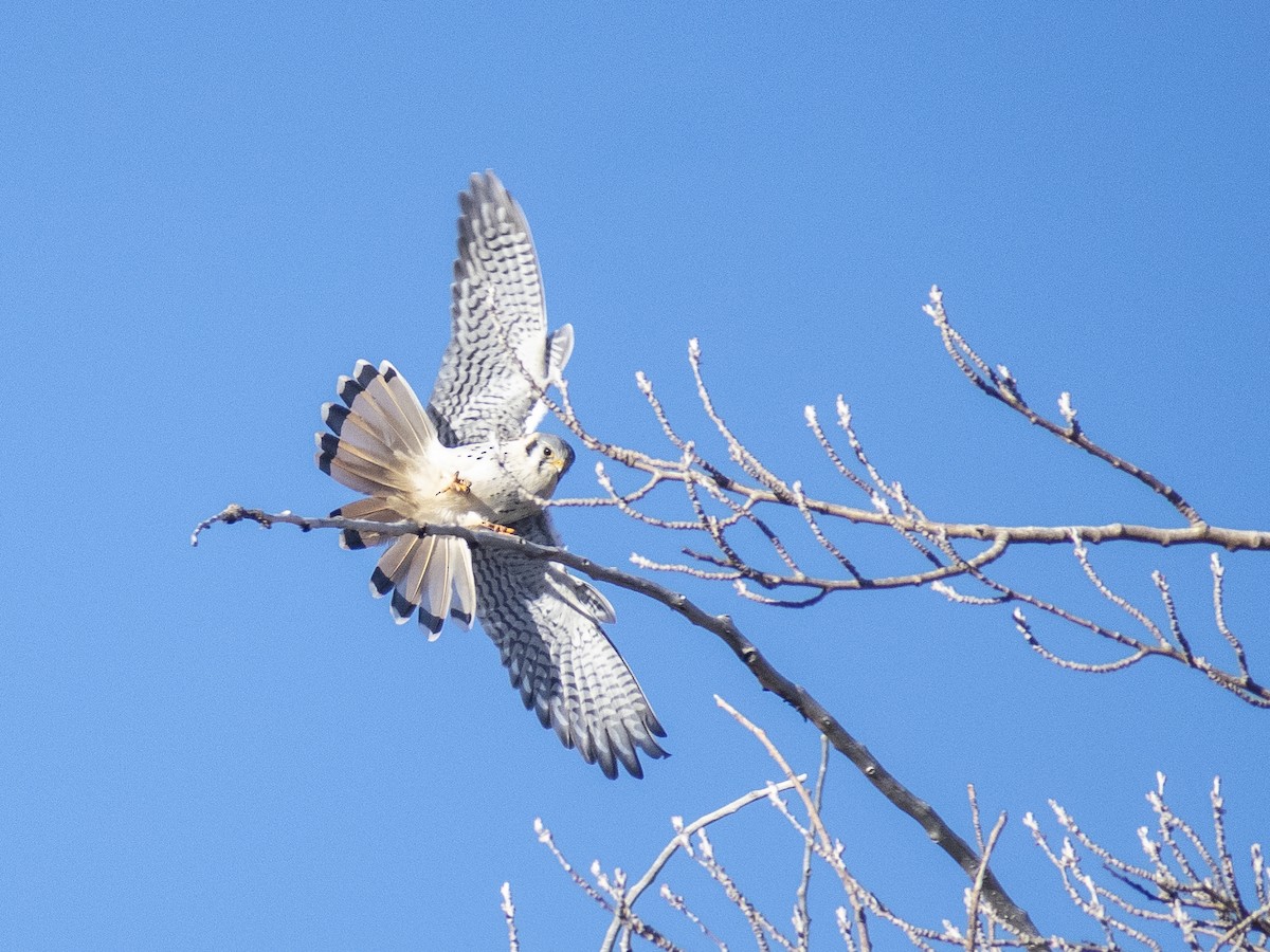 American Kestrel - ML621300408