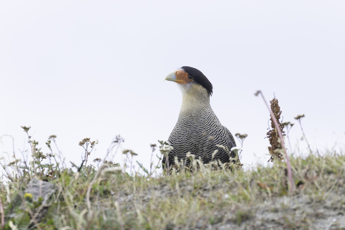 Crested Caracara (Southern) - ML621300821