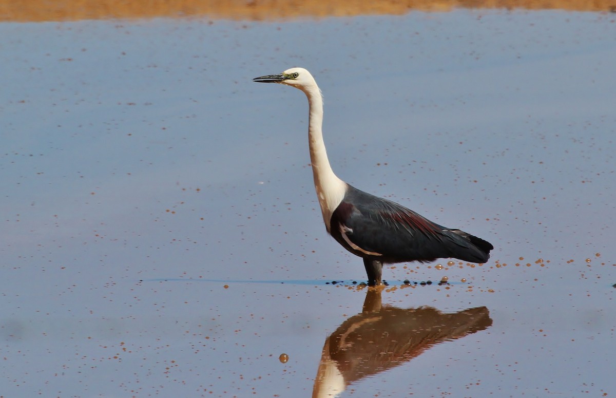 Pacific Heron - ML621300901