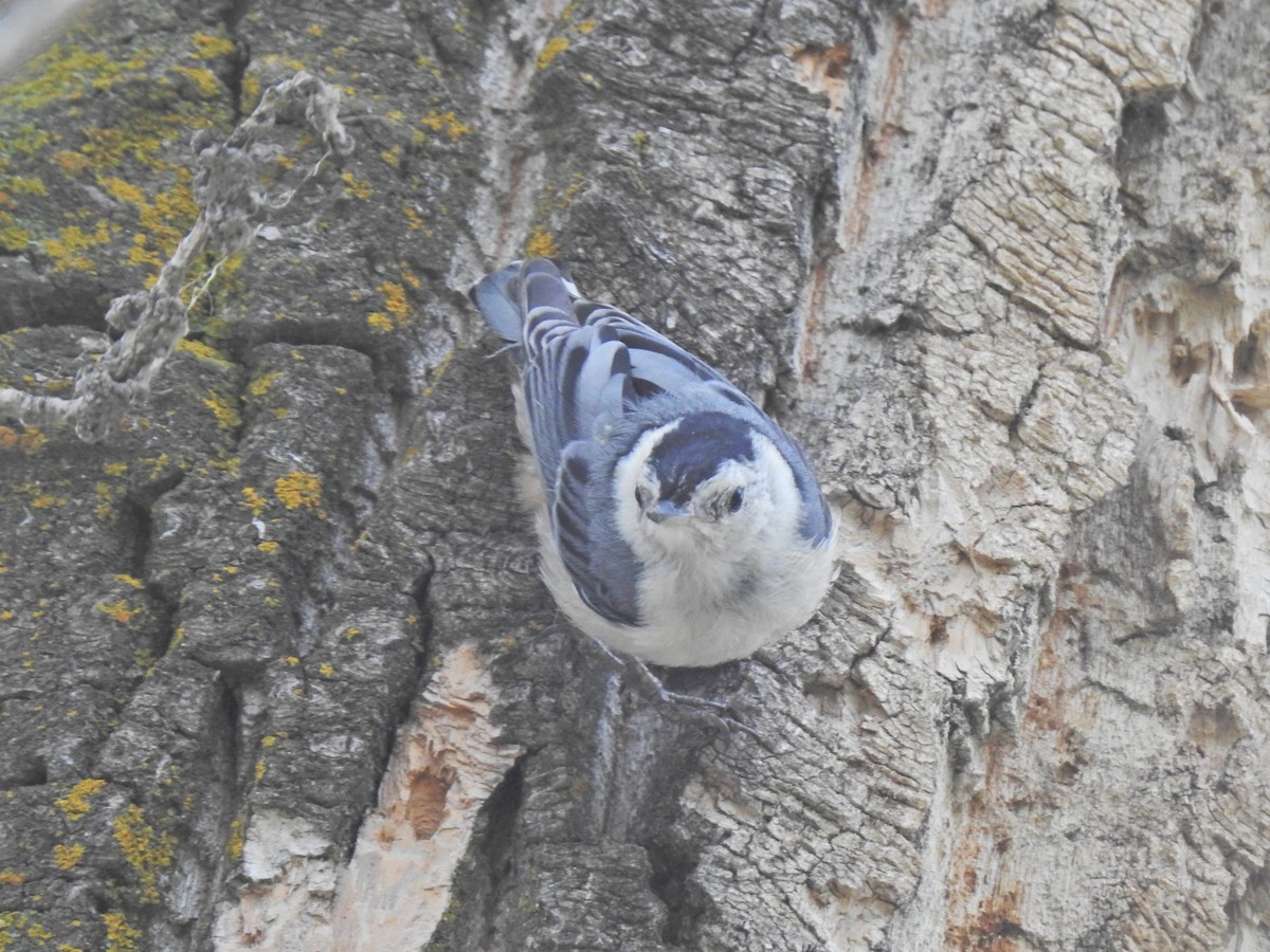 White-breasted Nuthatch - ML621300920