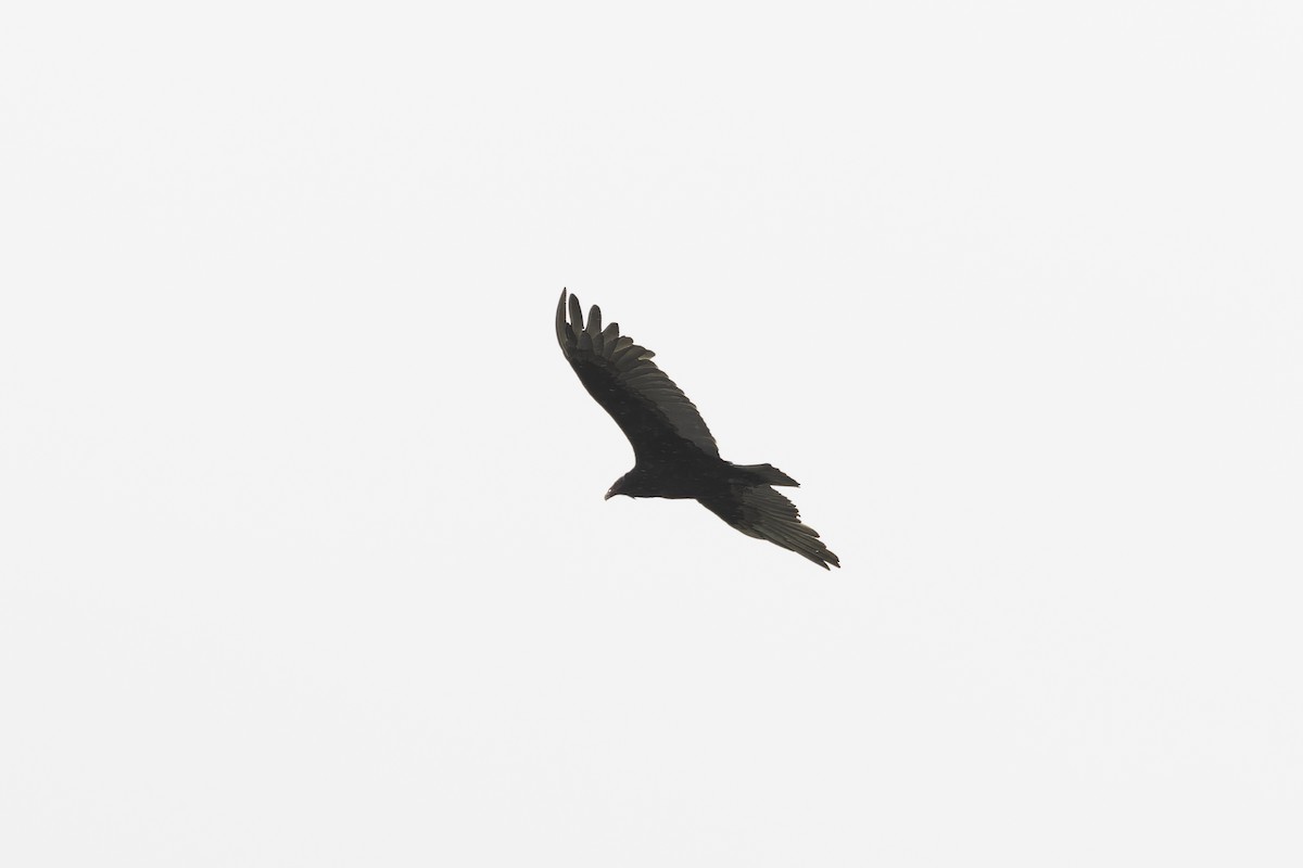 Turkey Vulture (South Temperate) - ML621300922