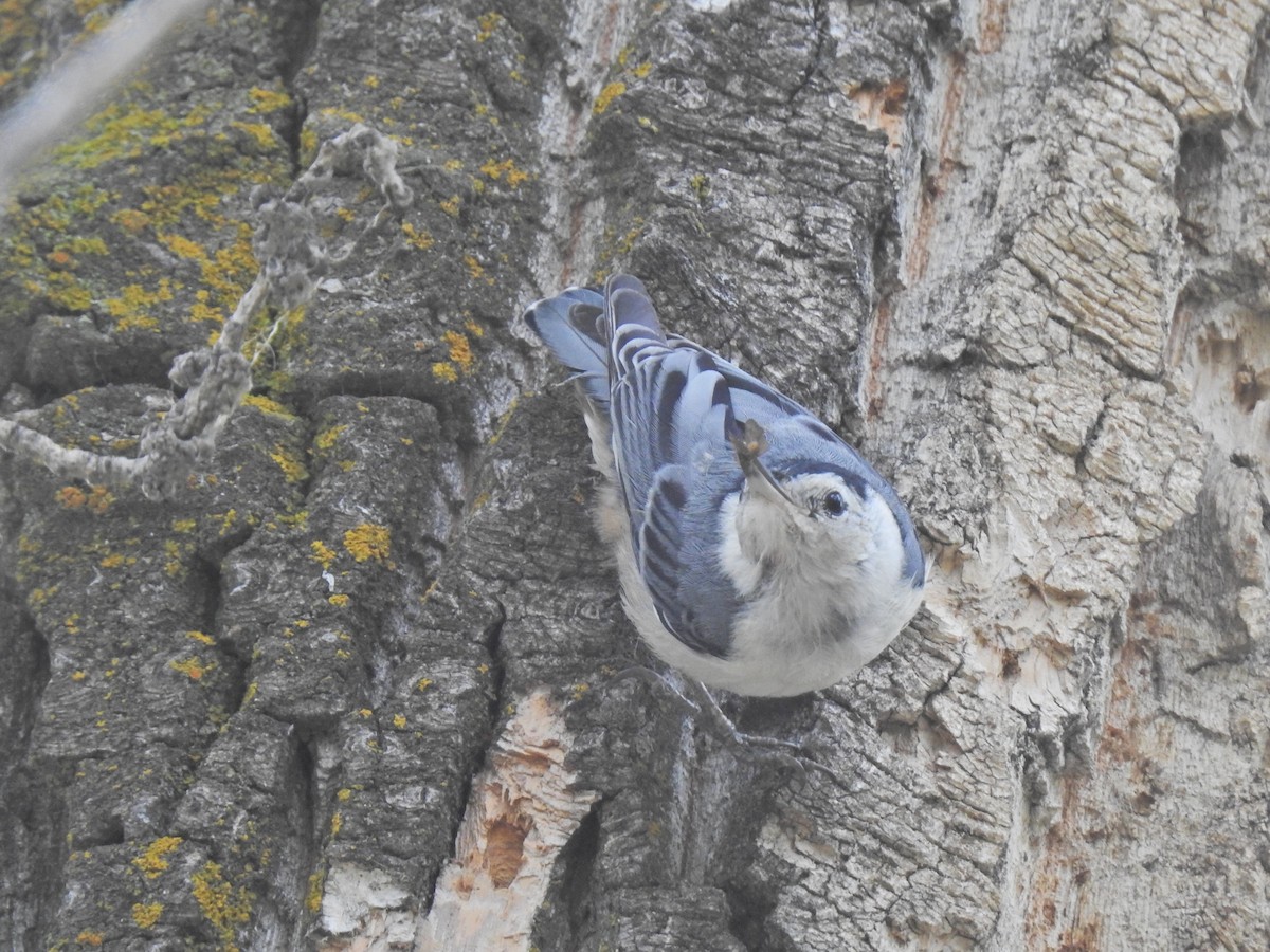 White-breasted Nuthatch - ML621300923