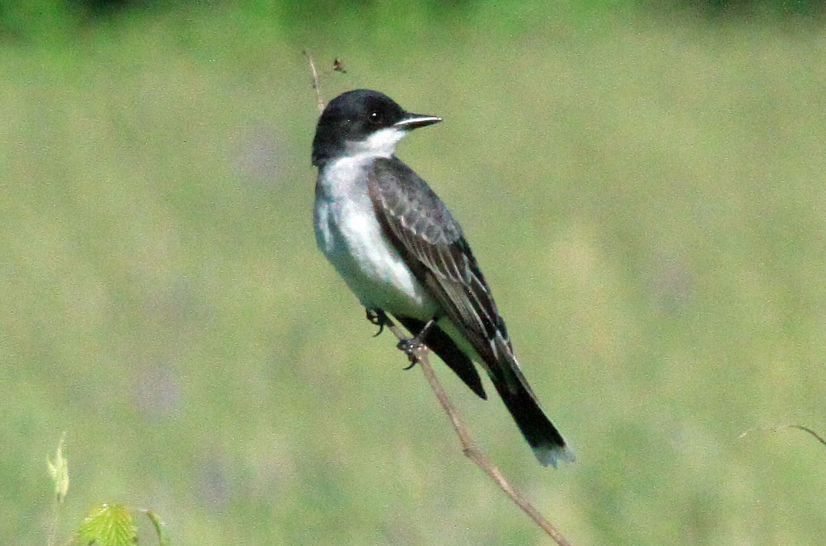 Eastern Kingbird - ML621301028